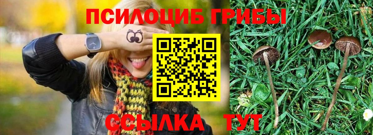 Псилоцибиновые грибы Psilocybe Моздок